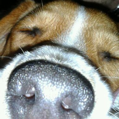 BIBI Schläft Beagle ase Hund Schläft