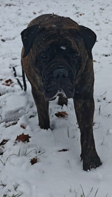 Calessie im Schnee Bullmastiff , Hund im Schnee