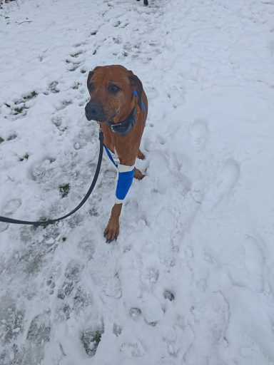 Timber nach der Tumor Op Rhodesian ridgeback nach der Tumor Op am Kniegelenk