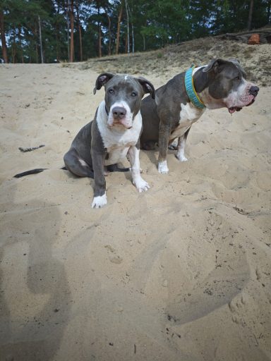 Arlong mit Mama Peache sitzen 2 Hunde Arlong mit Mama Peache sitzen im Sand
