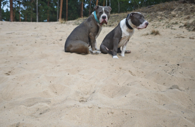 Arlong mit Mama Peache 2 Hunde sitzen im Sand und schauen zur seite Arlong mit Mama Peache