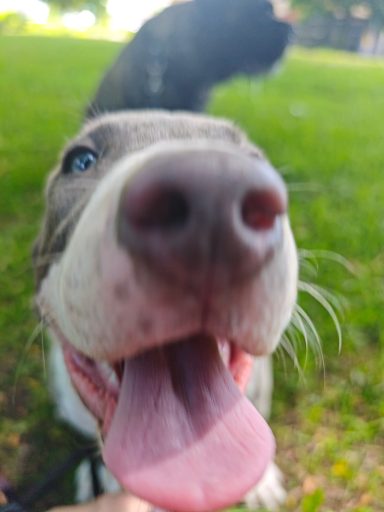 Hunde Nase American Bully Naaa