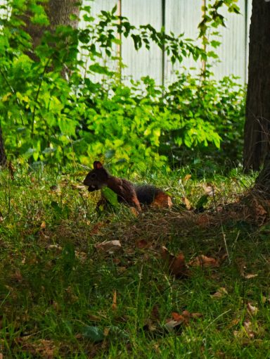 Eichhörnchen im Park beim gassi Eichhörnchen im Park
