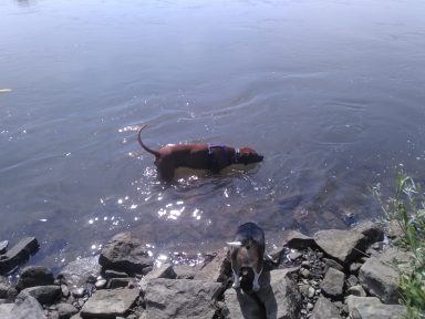 BIBI und Timber im Wasser RR und Beagel im Wasser