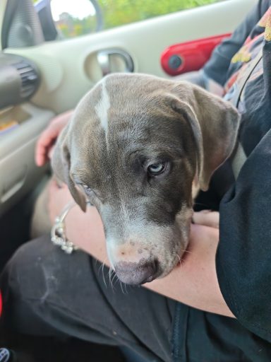 Der erste Tag American Bully XL Welpe am Ersten Tag im Auto