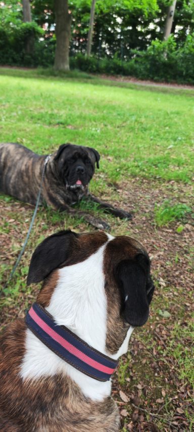Hunde machen auf der Wiese eine pause.
