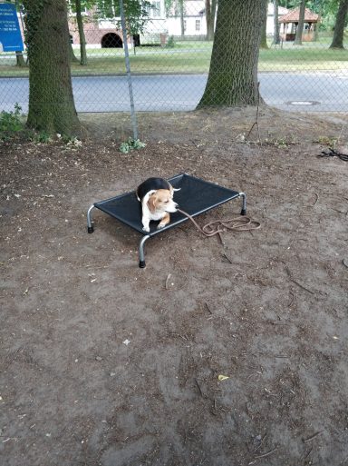BB ruhig beim Platz Training Beagle Hund ruhig beim Platz Training