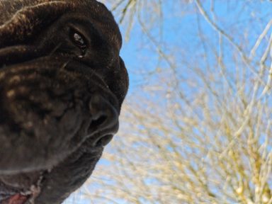 Hund schaut von oben Hund schaut von oben in das Bild
