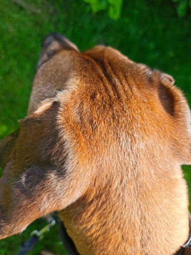 Timber schaut in die Ferne Hund Timber wendet den Blick ab in die Ferne