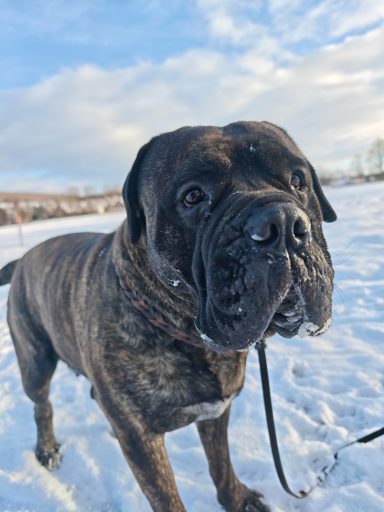 Hund im Schnee mit blauem Himmel Hund im Schnee mit blauem Himmel