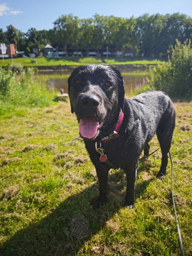 Nasser Hund nach dem Baden Nach dem baden