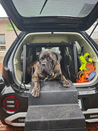 Transportbox Dog and Drive Hund in Transportox on Dog and Drive