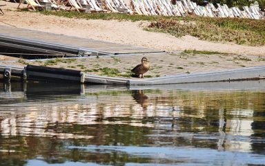 Ente am Wasser Ente am Wasser