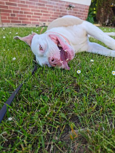 Lola im Gras Hund lola im Gras chillen