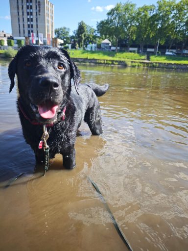 Abkühlung für den Hund Retriever ,Abkühlung für den Hund