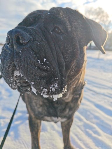 Calessi beim Gassi im Schnee Hund Schaut in die Ferne leichter Schneefall Sonniger Tag