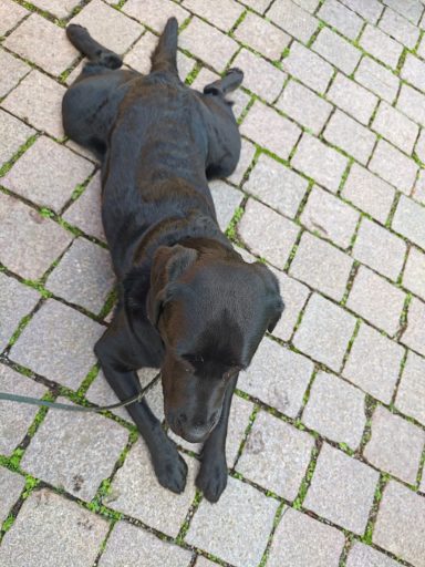Nala liegt Hund Nala hat sich abgelegt