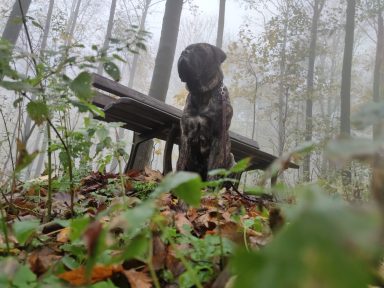 Waldspaziergang