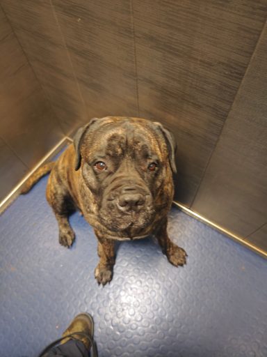 Calessie beim Fahrstuhltraining Hund im Fahrstuhl ruhig in der Ecke sitzend.
