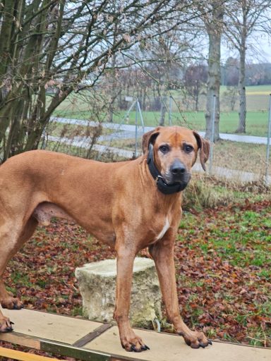 Timber vor der Op Rodesia Ridgeback auf Hinderniss