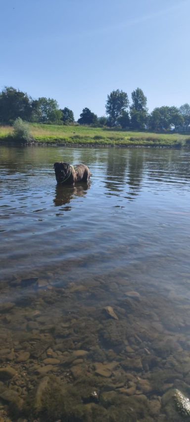 Bullmastiff badet in der Weser