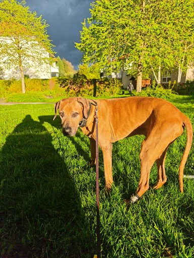 Erste Sonnenstrahlen einfangen Hund auf der Wiese Hund Schaut zum Halter Sonne scheint auf den Hund